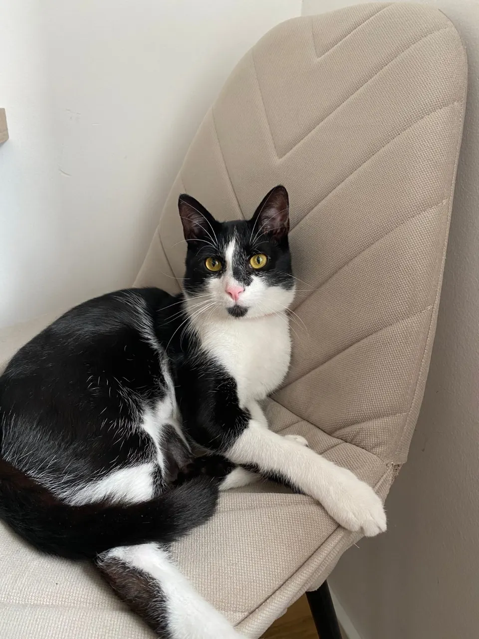 Black and white cat on an armchair