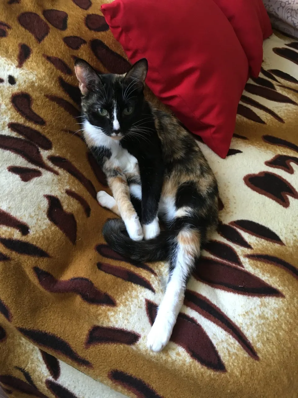 Calico cat sitting on a blanket
