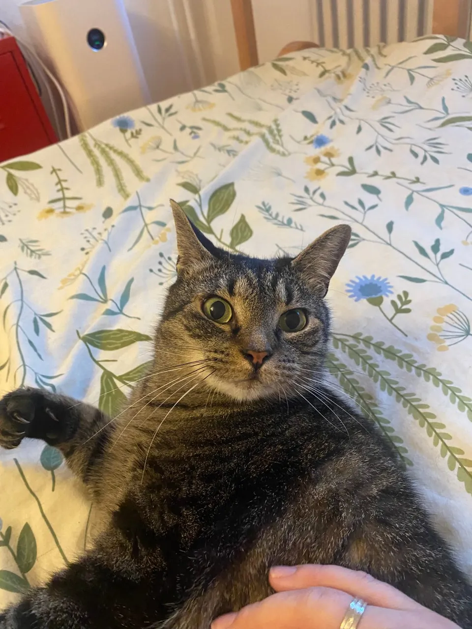 Tabby cat enjoying some company