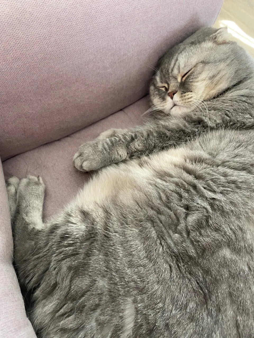 Grey cat resting on a sofa